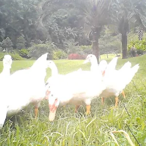 https://chcara-aloha.santa-catarina-brasil.com